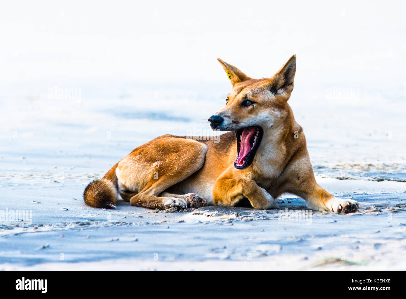 Dingo sur soixante cinq mile beach, Fraser Island, Queensland, Australie. Banque D'Images