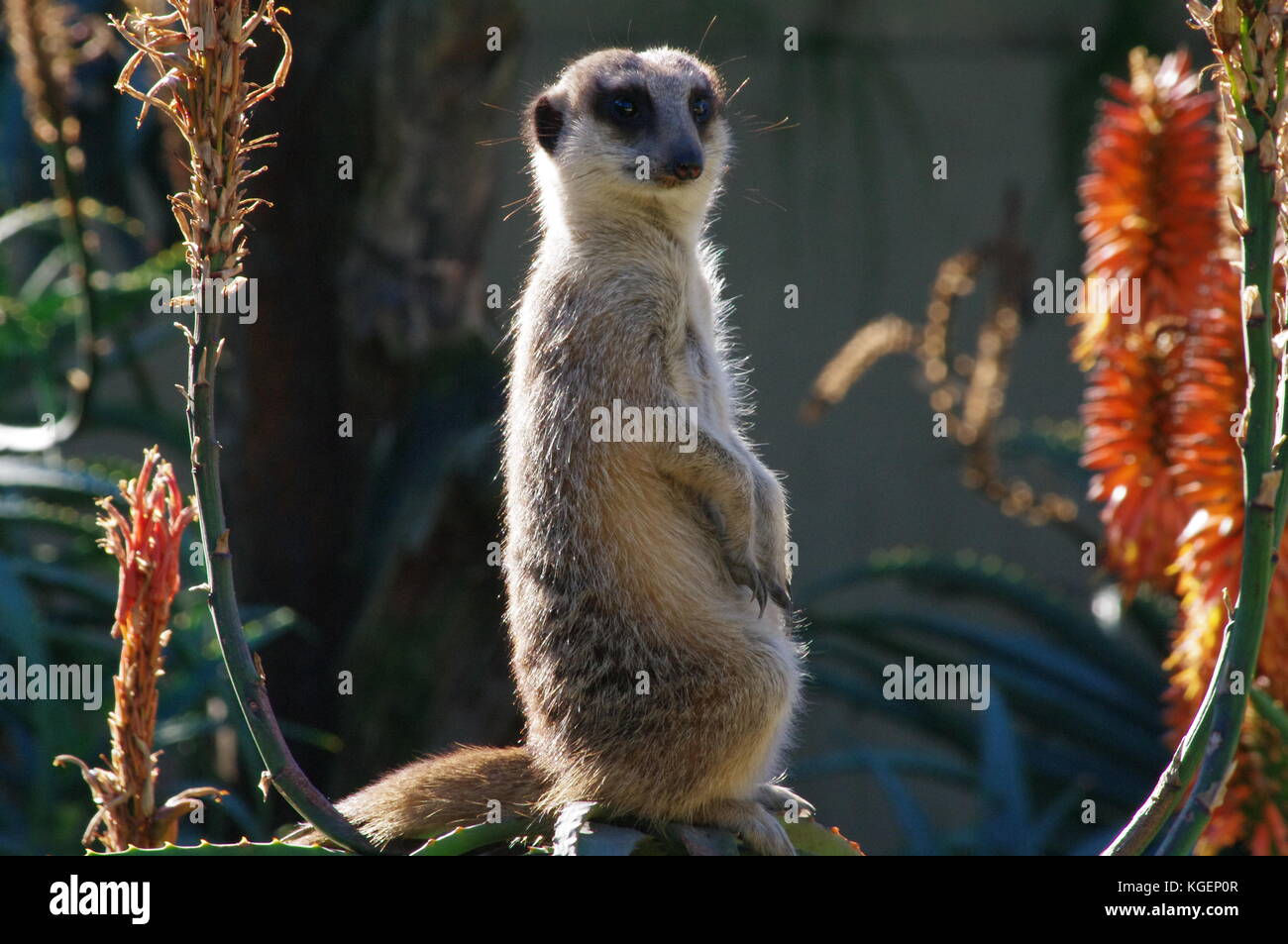 Meerkat closeup Banque D'Images