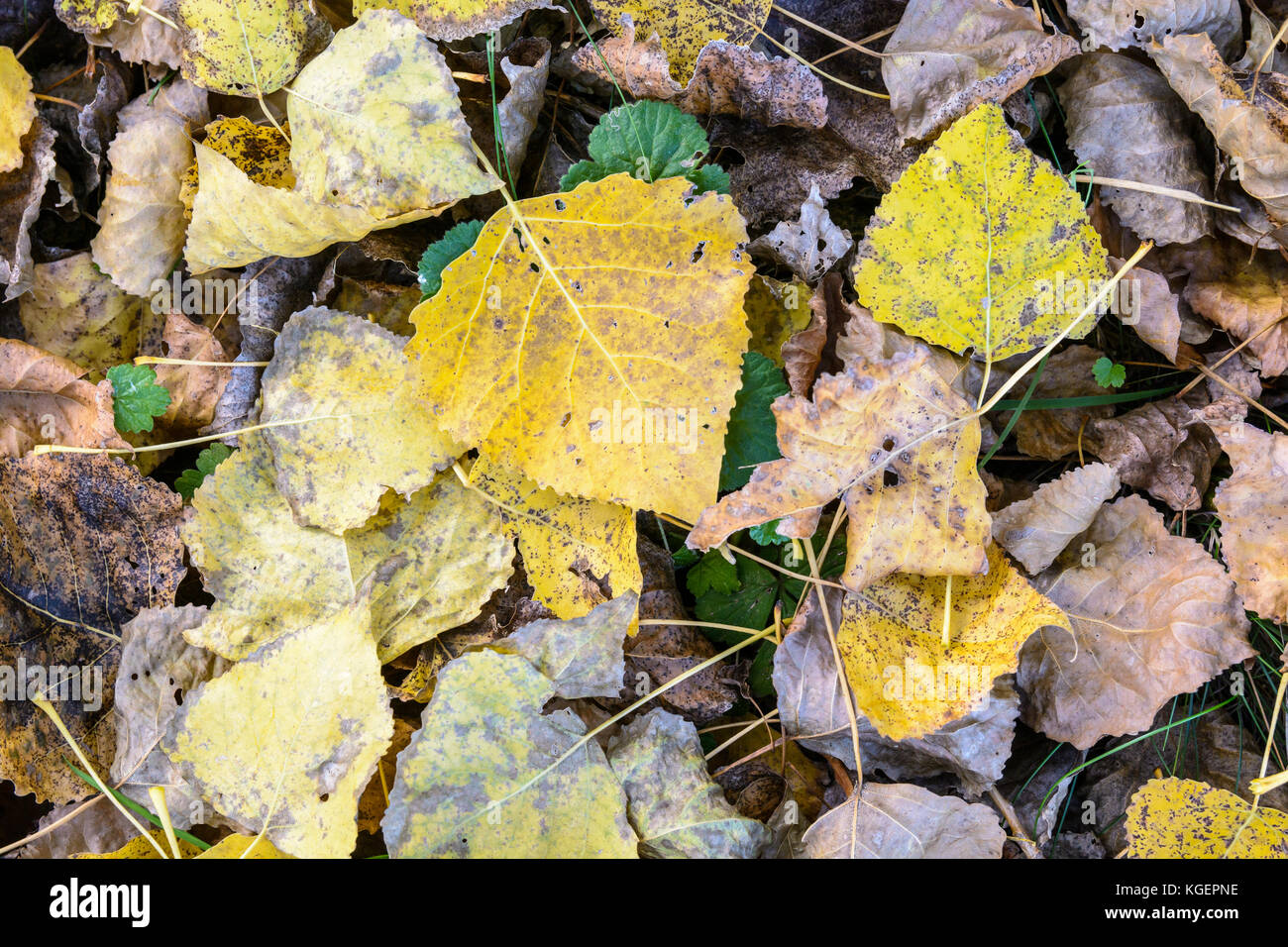 Des feuilles sèches sur le sol. Vue rapprochée de feuilles mortes à divers stades de décomposition sur le sol d'une saison d'automne à Poplar Grove. Banque D'Images