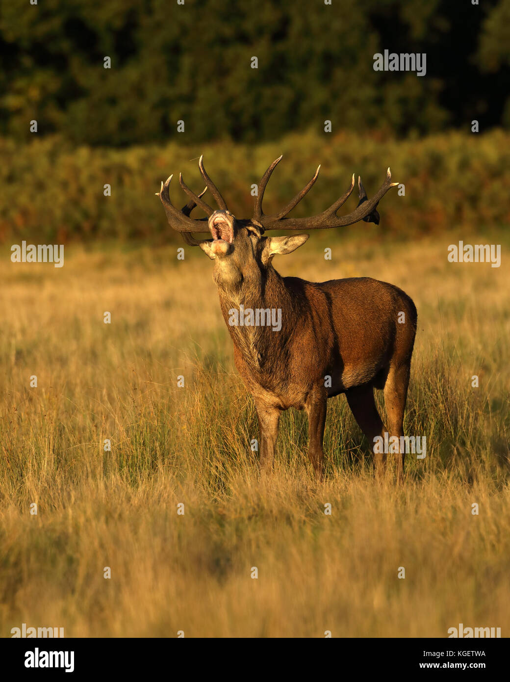 Red Deer, cerf en rut, Angleterre Banque D'Images