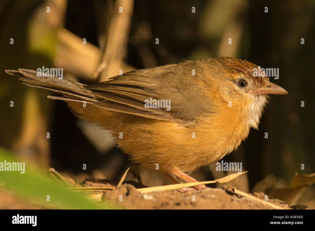 À ventre fauve (Dumetia hyperythra) en quête de nourriture sur le terrain Banque D'Images