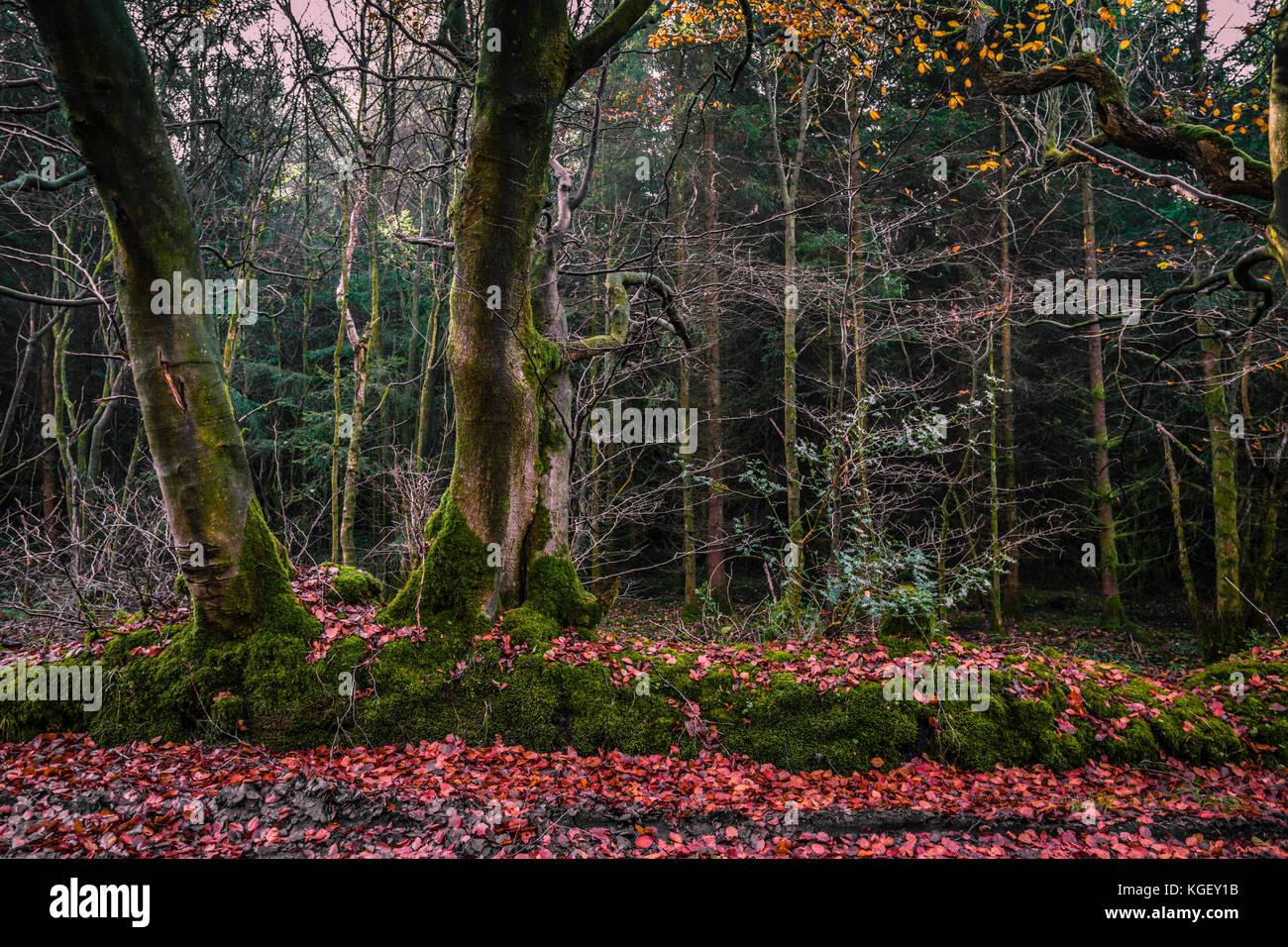 L'automne dans The Plough, Lancashire, UK Banque D'Images