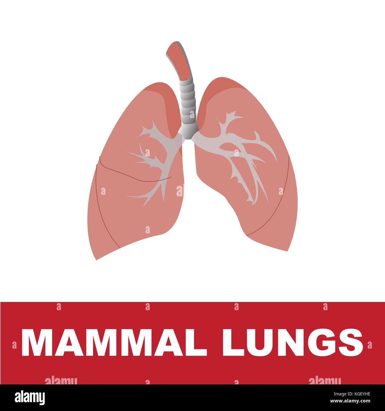 Vector illustration de poumons mammifère isolé sur blanc avec description sur fond rouge Illustration de Vecteur