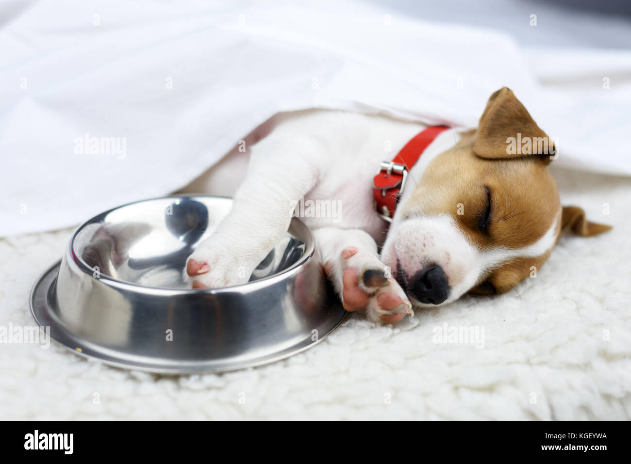 Jack Russel chiot avec bol en acier Banque D'Images