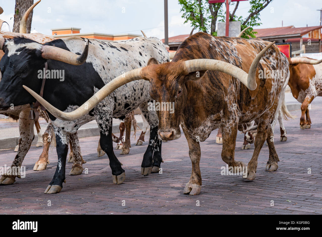 Longhorn cattle drive au stockyards de Fort Worth, Texas Banque D'Images