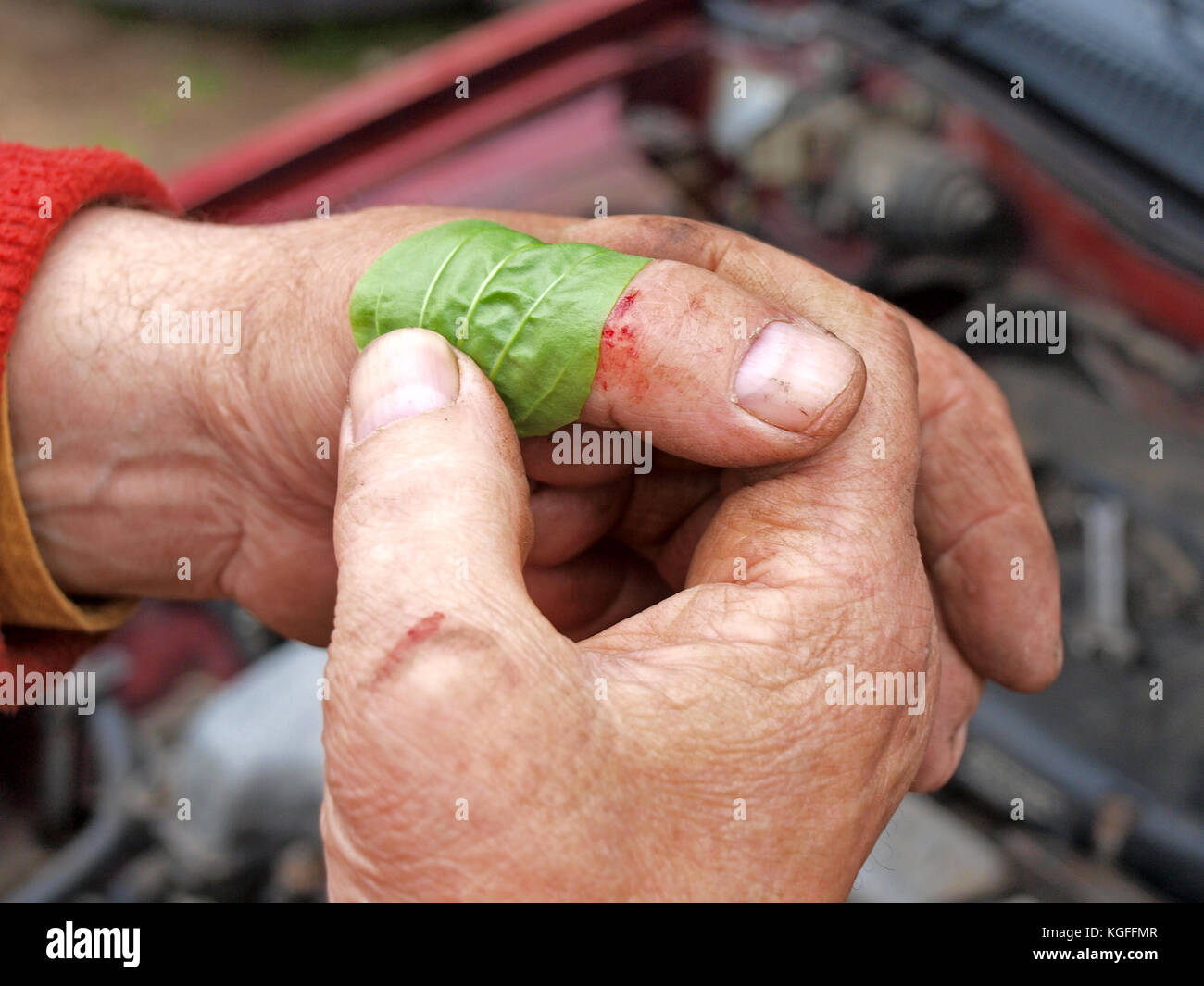 Utiliser une plus grande ou plantain à feuilles larges pour les soins des plaies sur le doigt de près. Banque D'Images