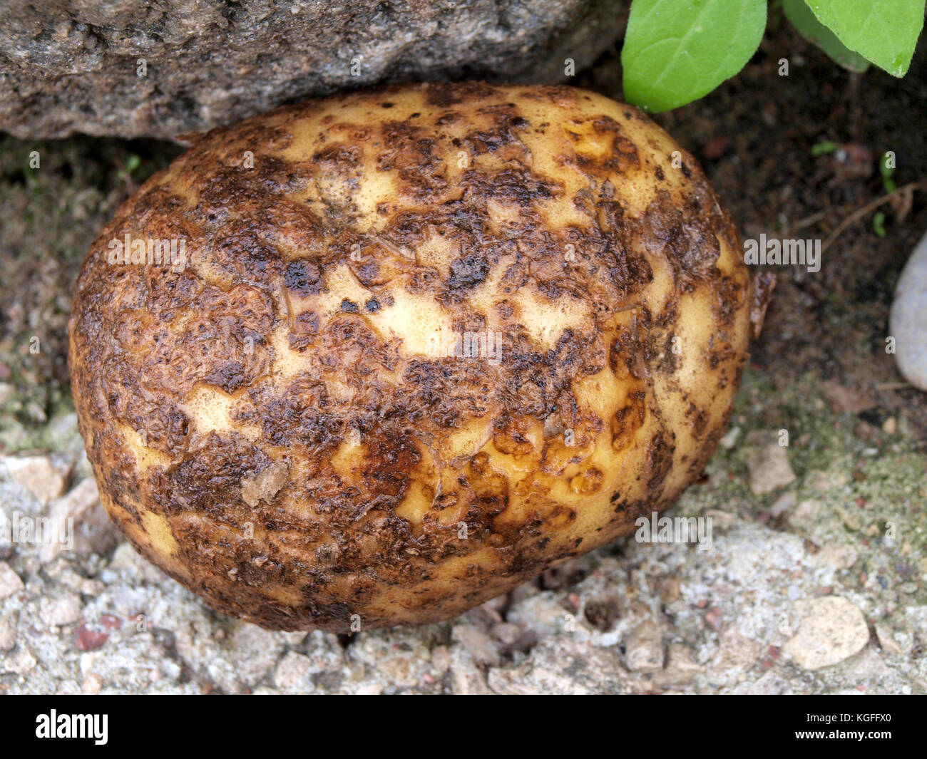 Les Maladies De La Pomme De Terre Maladie de la pomme de terre Banque de photographies et d’images à