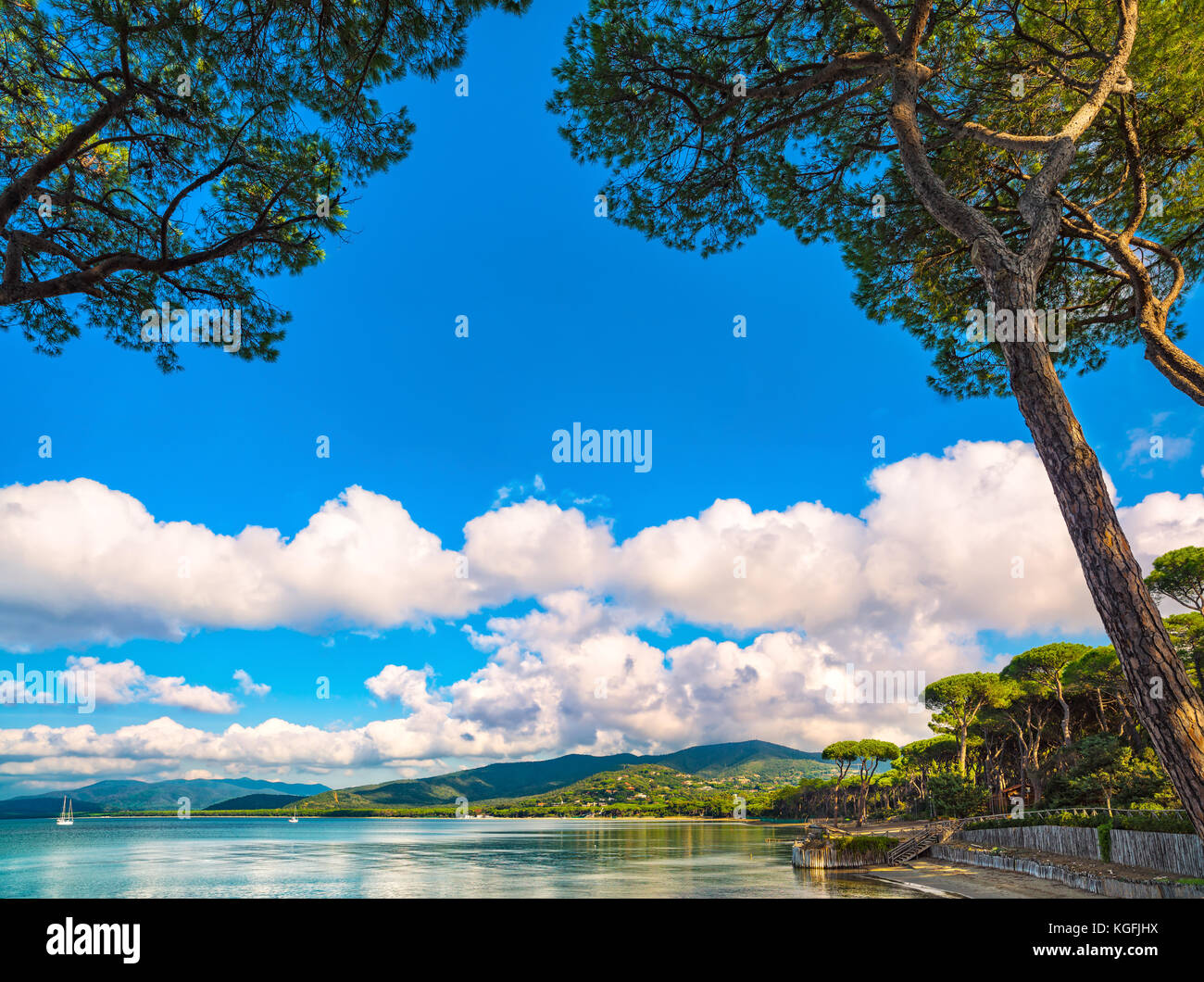 Punta Ala, groupe d'arbres de pins, plage et mer bay. toscane, italie Europe Banque D'Images