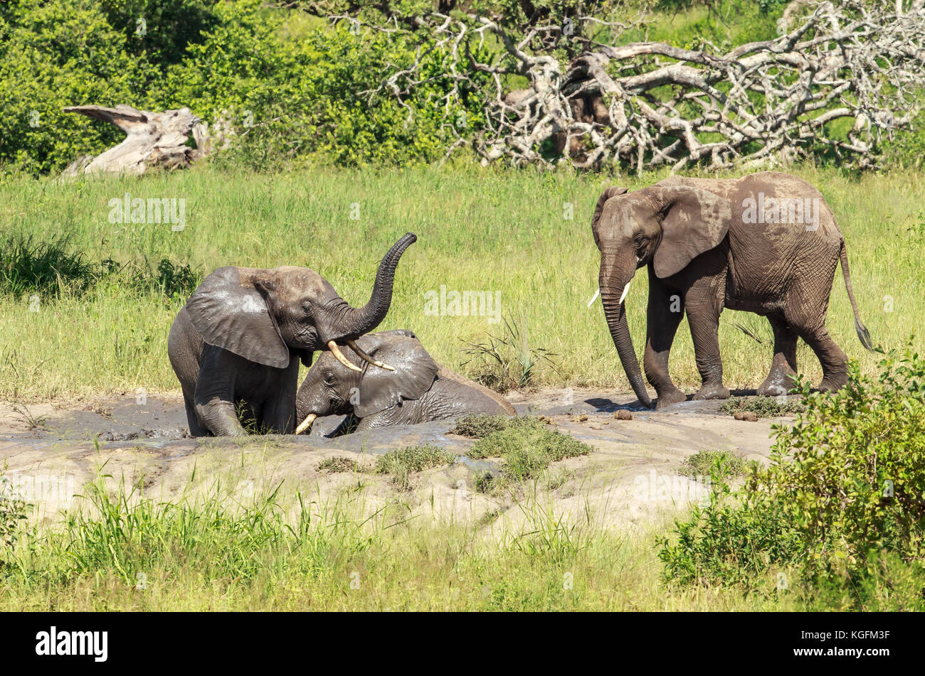 L'éléphant se vautrer dans la boue Banque D'Images