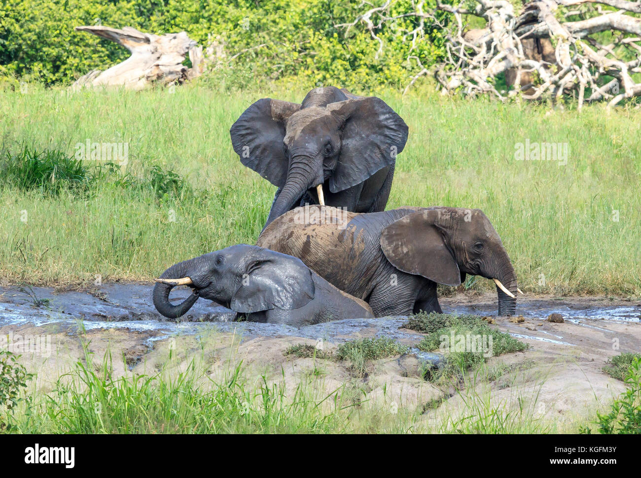 L'éléphant se vautrer dans la boue Banque D'Images