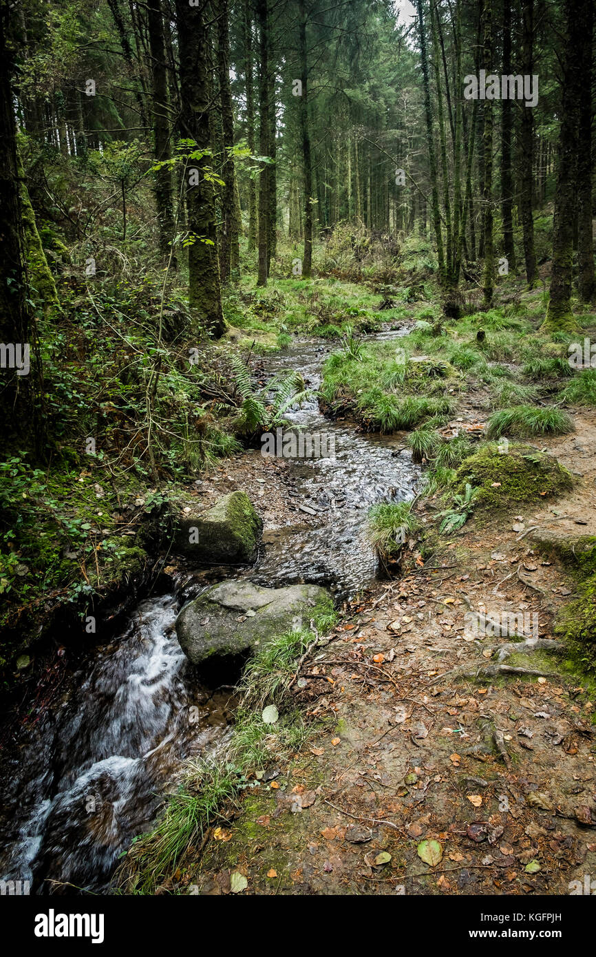 Cardinham Woods à Cornwall - un ruisseau qui traverse Cardinham Woods à Bodmin Cornwall. Banque D'Images