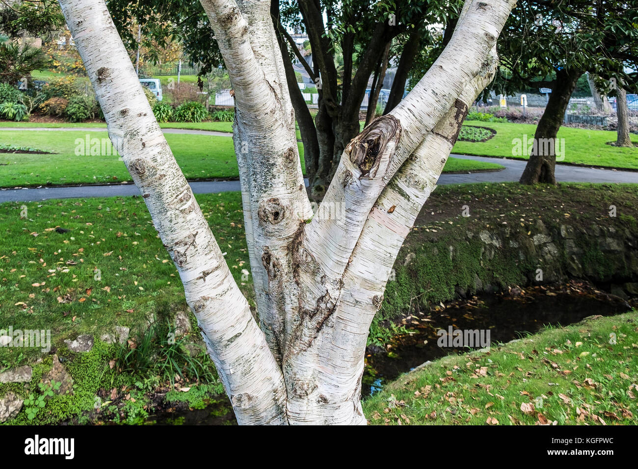 Le tronc d'un grand vieux Betula utilis var jacquemontii de l'ouest de l'Himalaya bouleau arbre. Banque D'Images