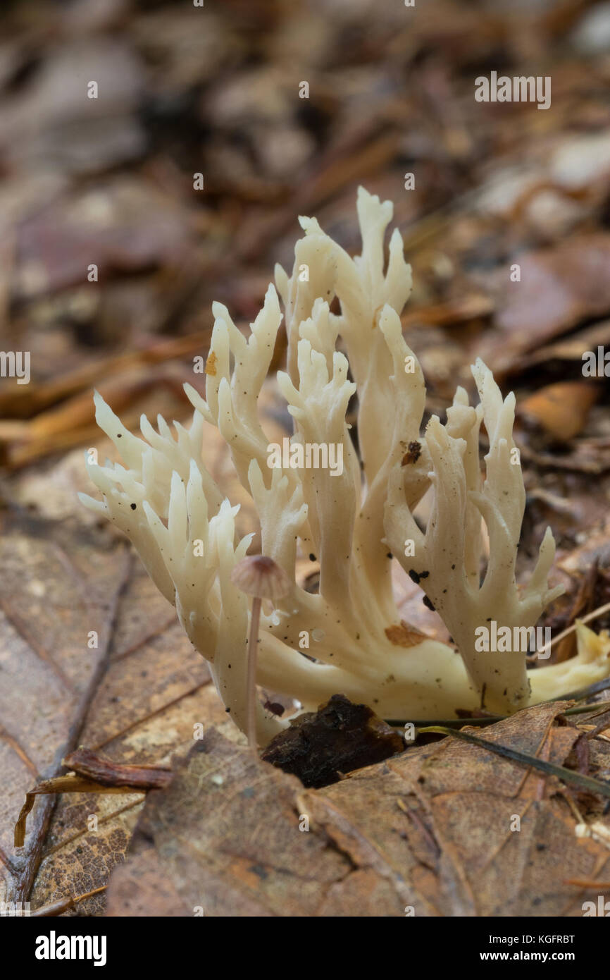 Kammförmiger Keulenpilz, Kammförmiga Koralle, Kammförmiger Korallenpilz, Kammkoralle, Clavulina cordilloides, Clavulina cristata, Ramaria cristata, CLA Banque D'Images