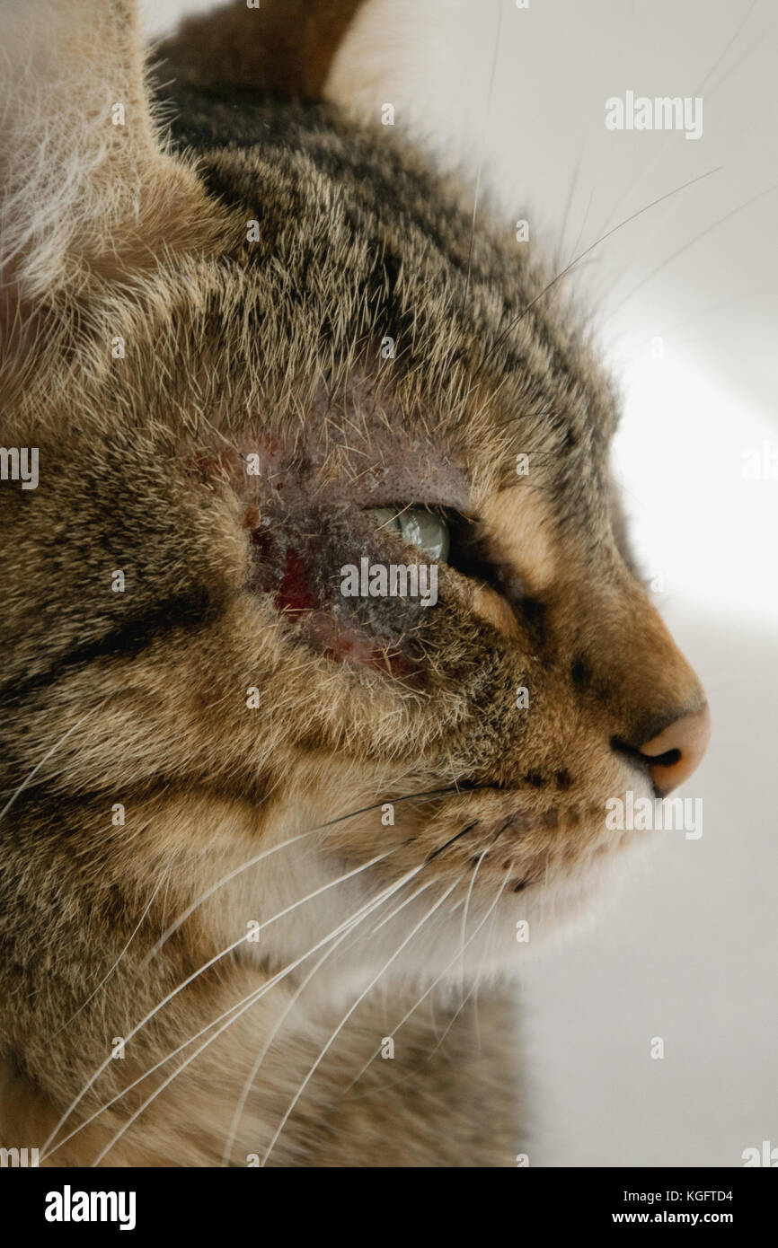 Chat Avec L œil Probleme Pres De La Dermatite Photo Stock Alamy