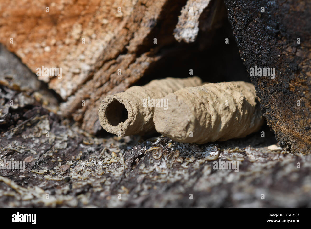 Nid de guêpes potter Banque D'Images