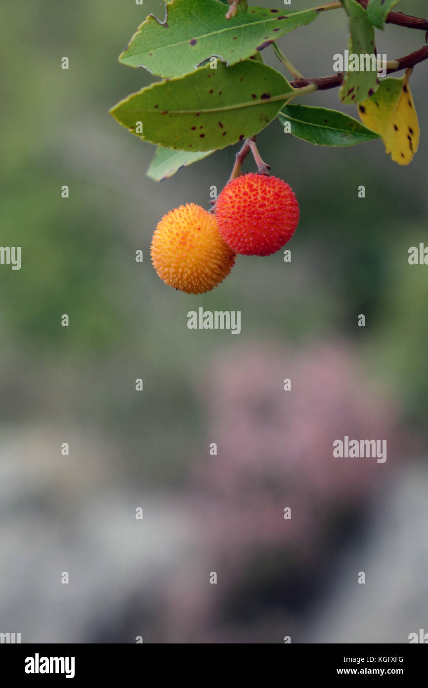 Ornage et fruits rouges sur l'arbre aux fraises, Peleponnese, Grèce Banque D'Images