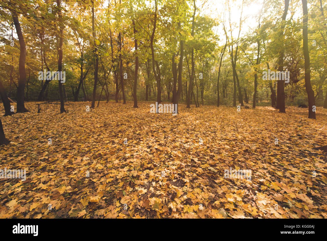 Automne forêt pleine d'arbres d'or Banque D'Images