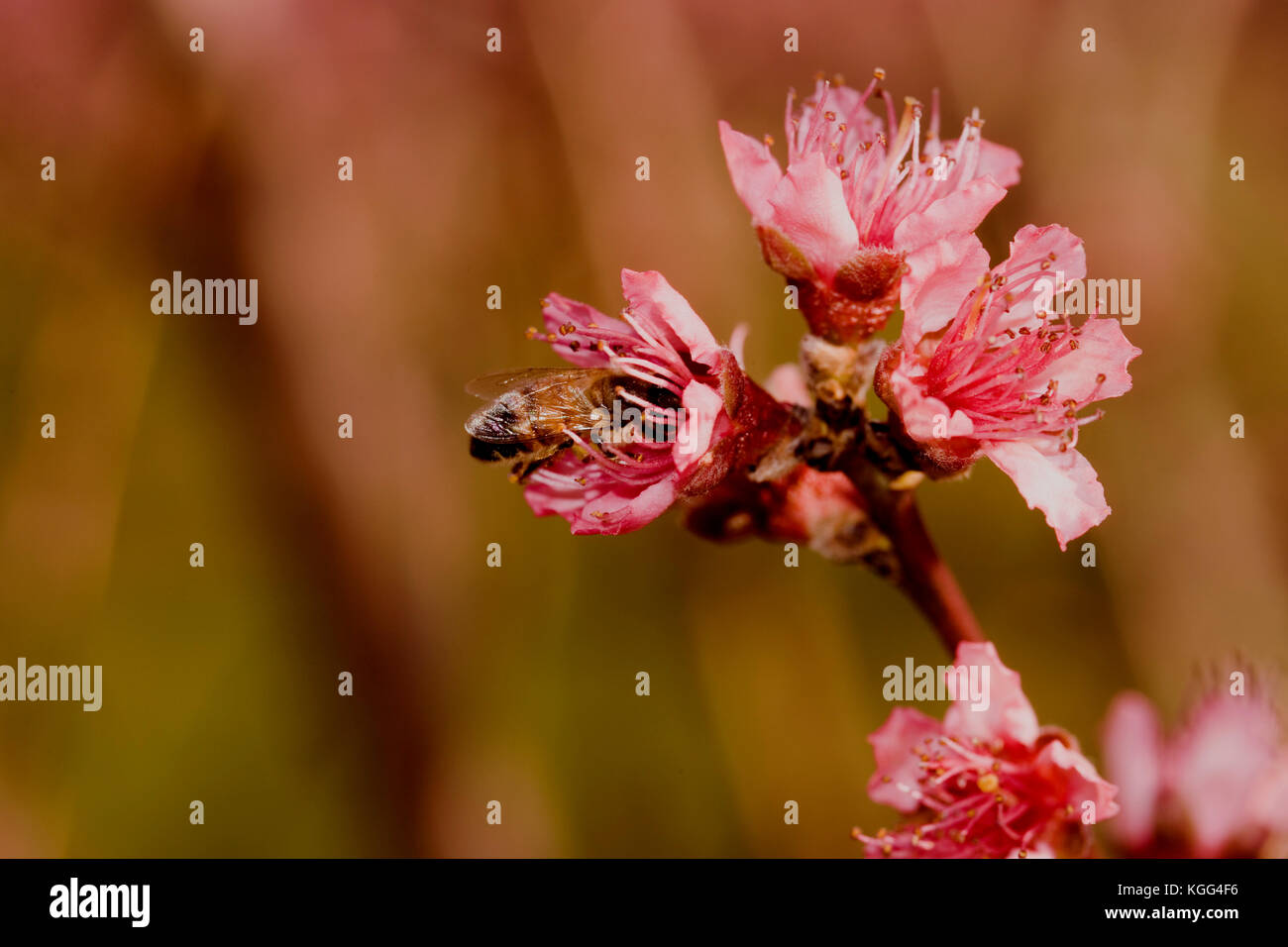 Abeille domestique (Apis mellifera) se nourrissent D'UNE FLEUR DE LA PÊCHE (PRUNUS PERSICA) Banque D'Images