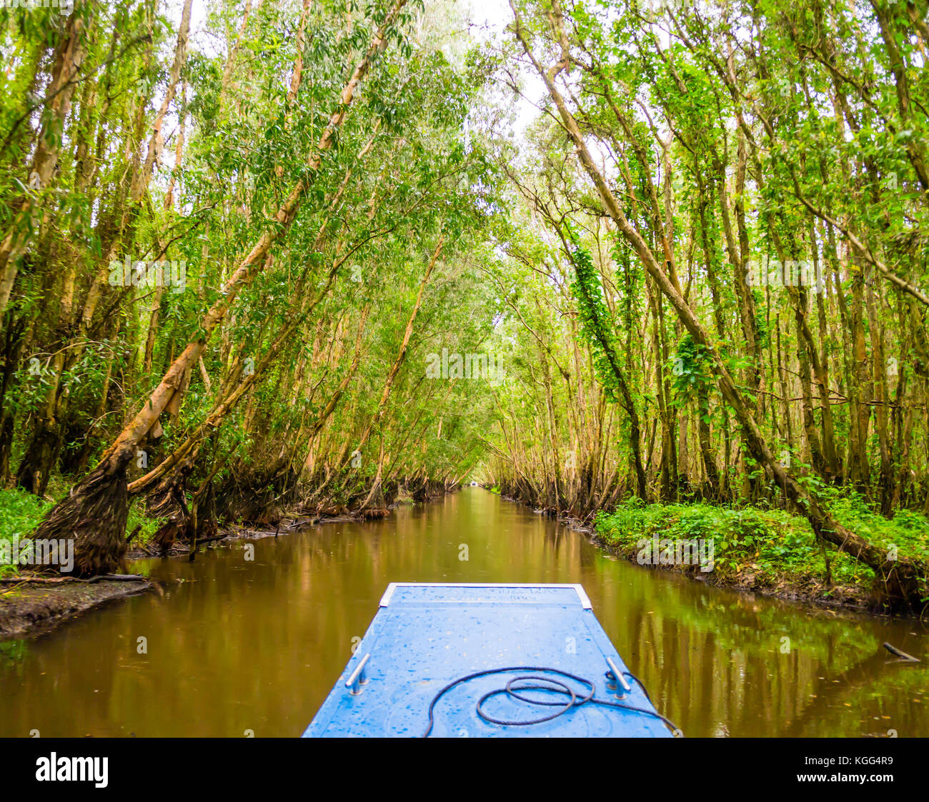 Aller en bateau à travers la forêt de mangrove su tra, delta du Mekong, Vietnam Banque D'Images