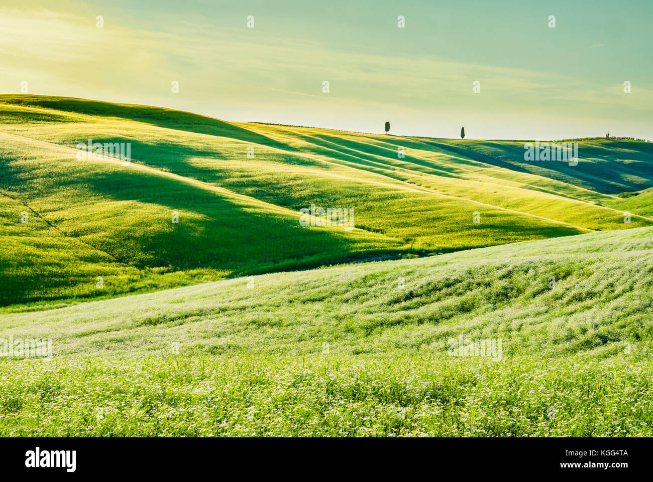 Superbe paysage toscan, avec de l'herbe bien verte et collines Banque D'Images