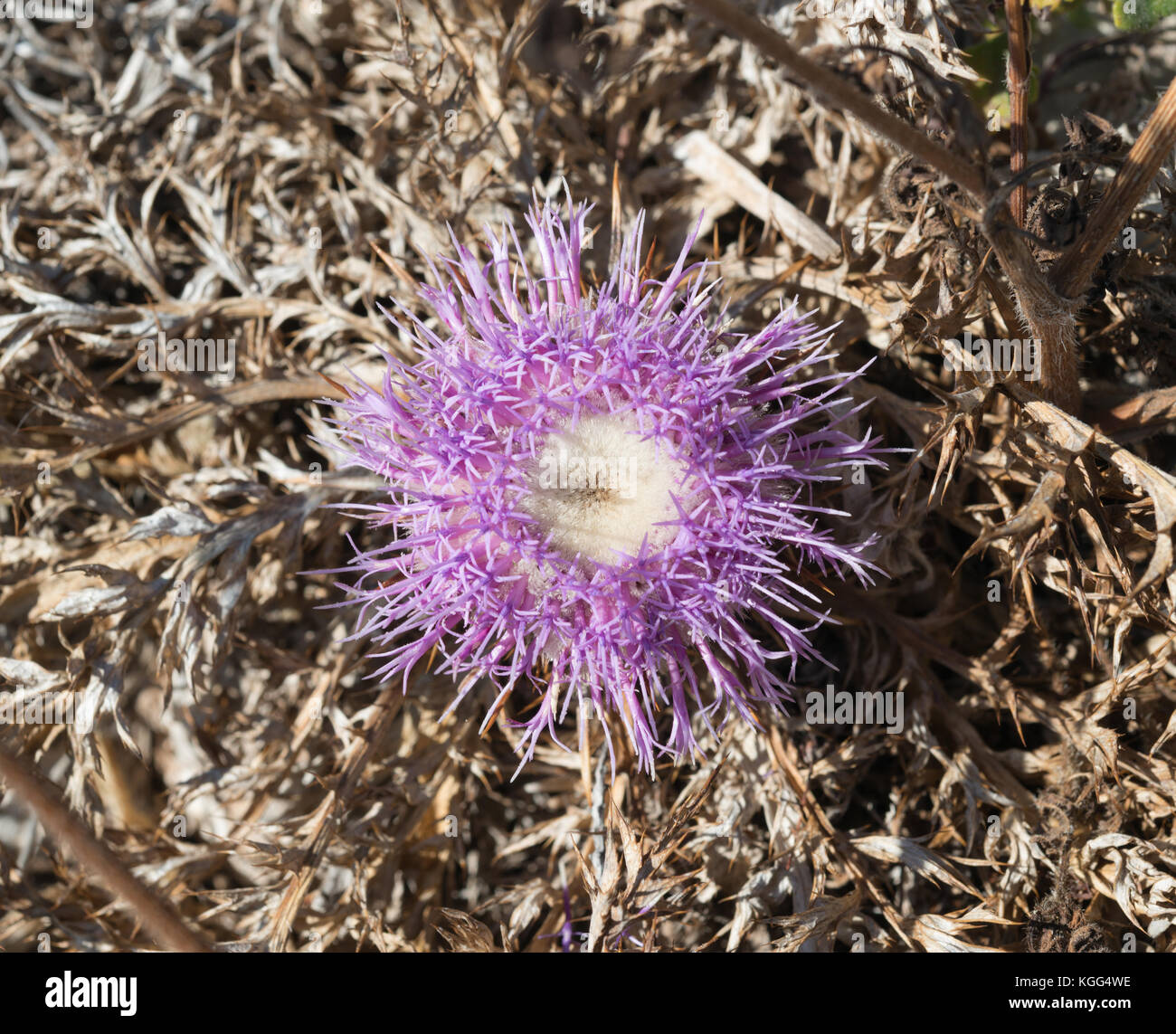 Atractylis gummifera à Malte, septembre 2017. Banque D'Images