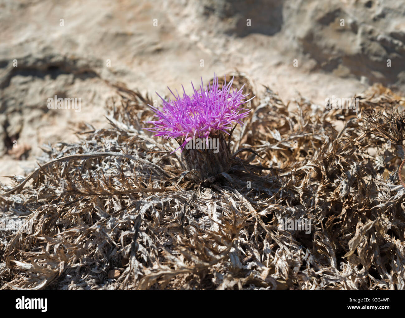 Atractylis gummifera à Malte, septembre 2017. Banque D'Images