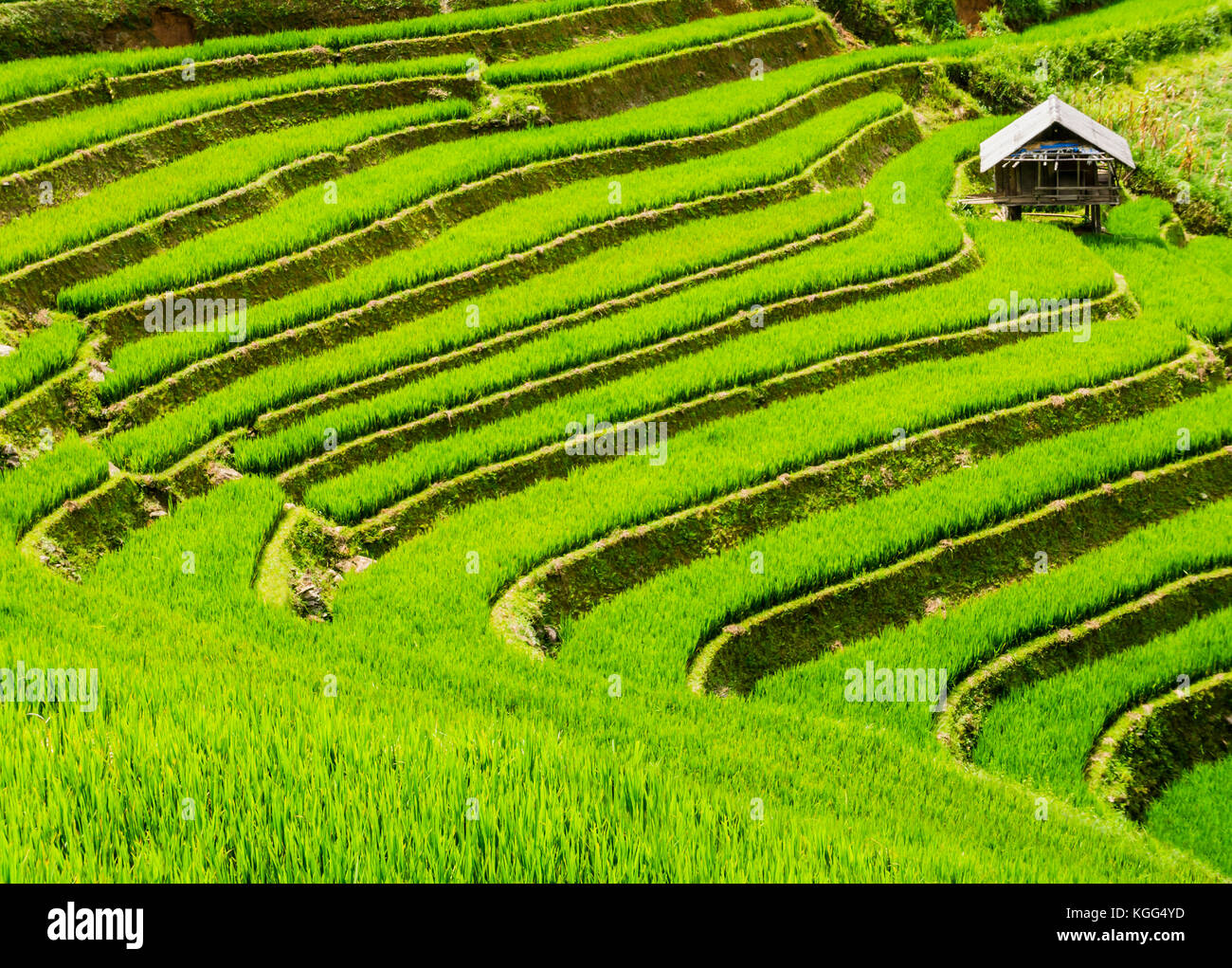 Cabane de ferme entourée de rizières en terrasses, mu cang chai, nord du Vietnam Banque D'Images