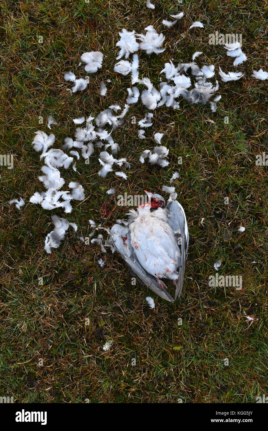 Un pigeon tué après avoir été chassés par un oiseau de proie pour un Merlin ou d'un épervier. Qui a été le tour de toit voir image Kgg5tb & Kgg5rt Banque D'Images