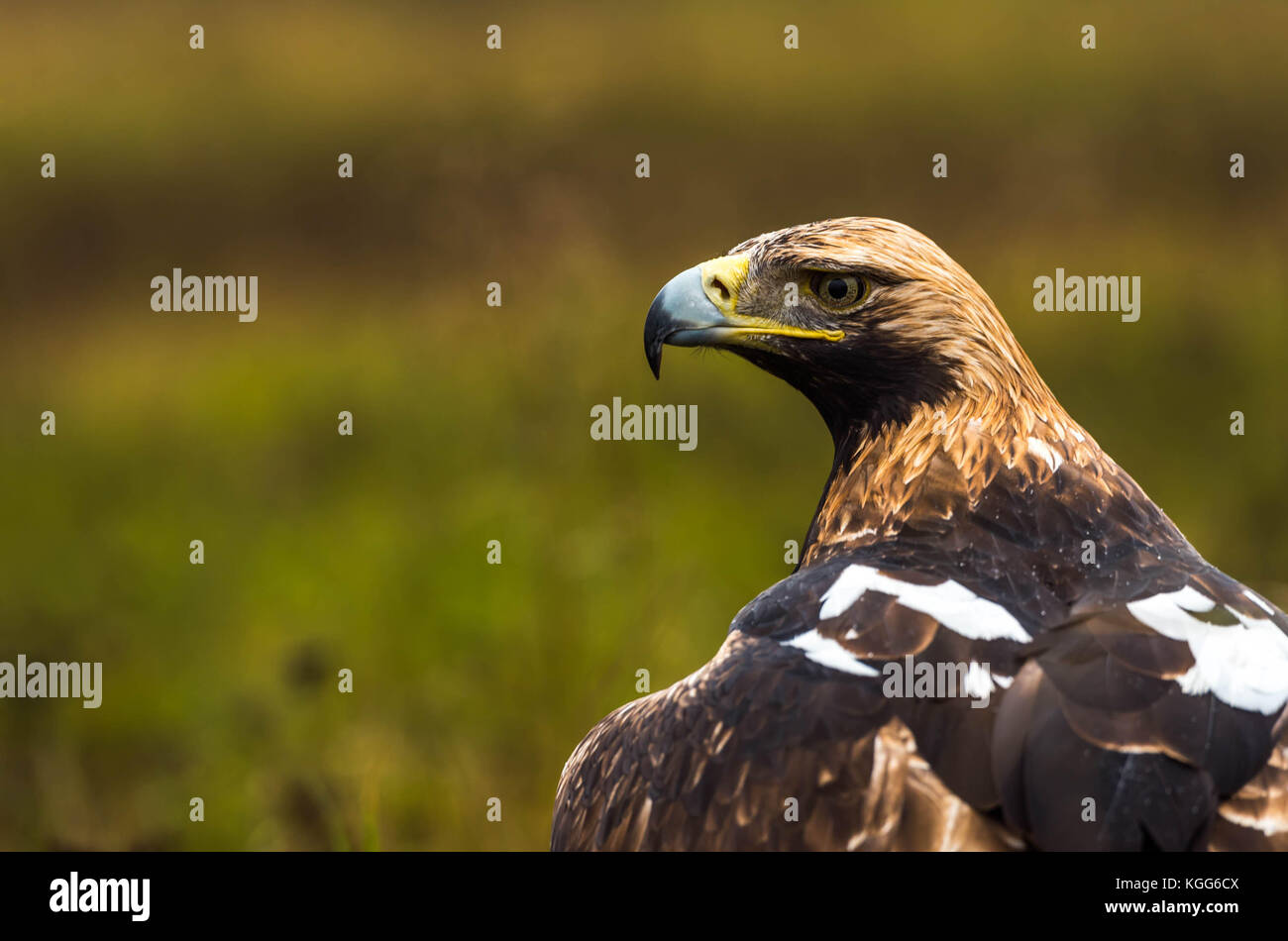 Un aigle impérial / un aigle impérial de l'Est / close up image / oiseau en captivité Banque D'Images