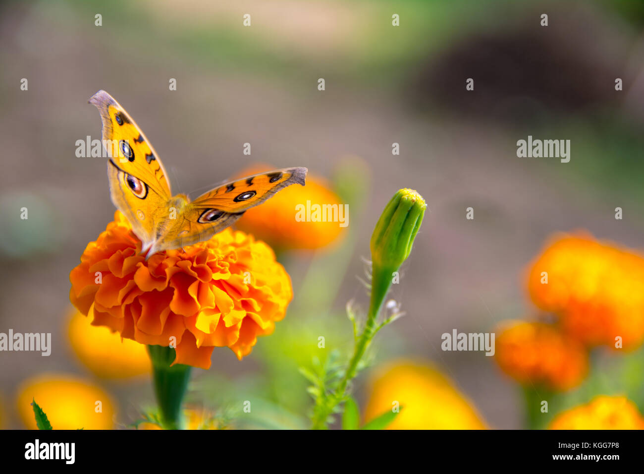 Oeil jaune papillon marque Banque D'Images