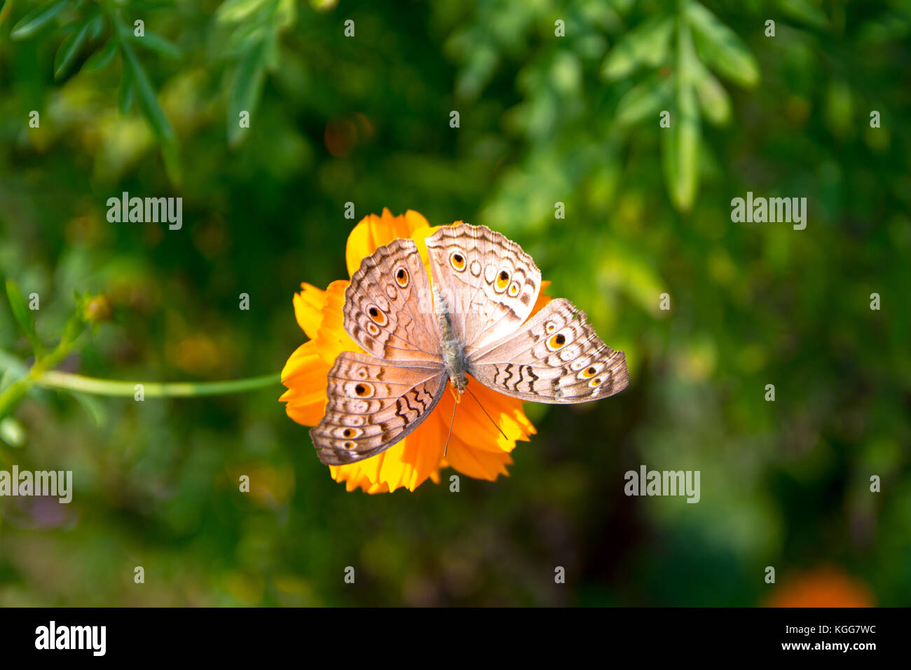 Une bande jaune papillon Banque D'Images