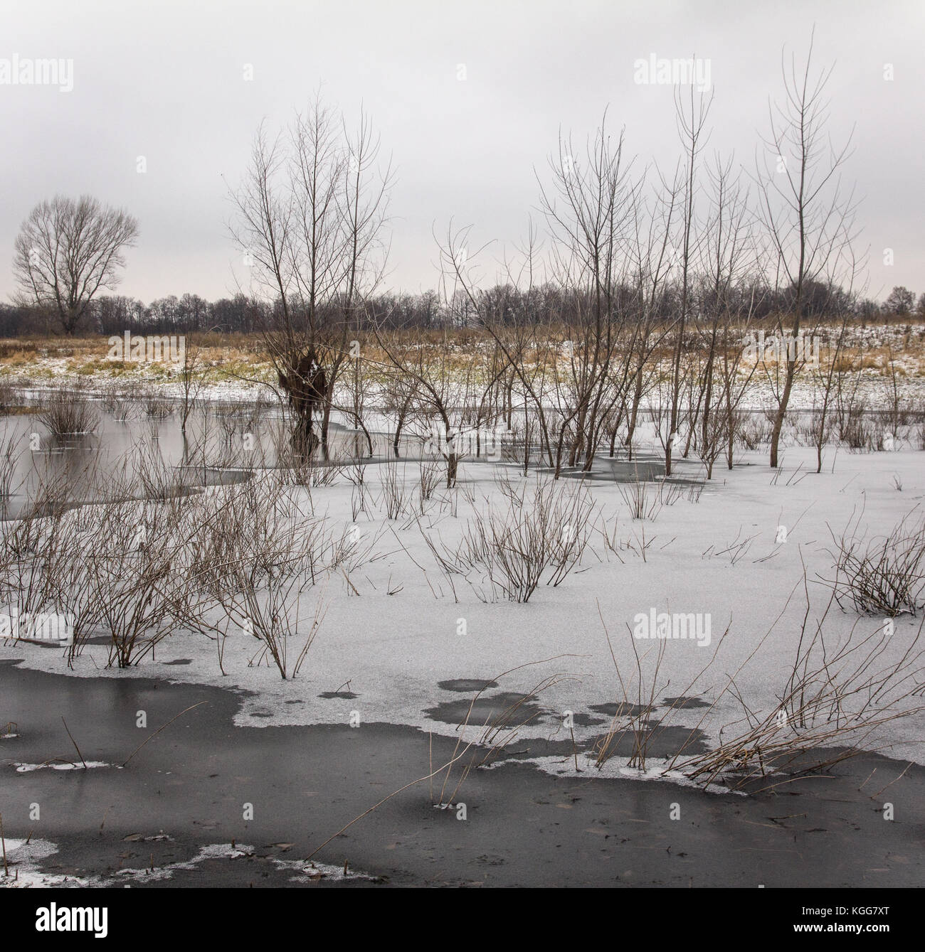La fin de l'automne.Un étang sous la glace mince avec de l'herbe et côtière de la rive couvertes avec la première neige avec de rares trembles. Banque D'Images