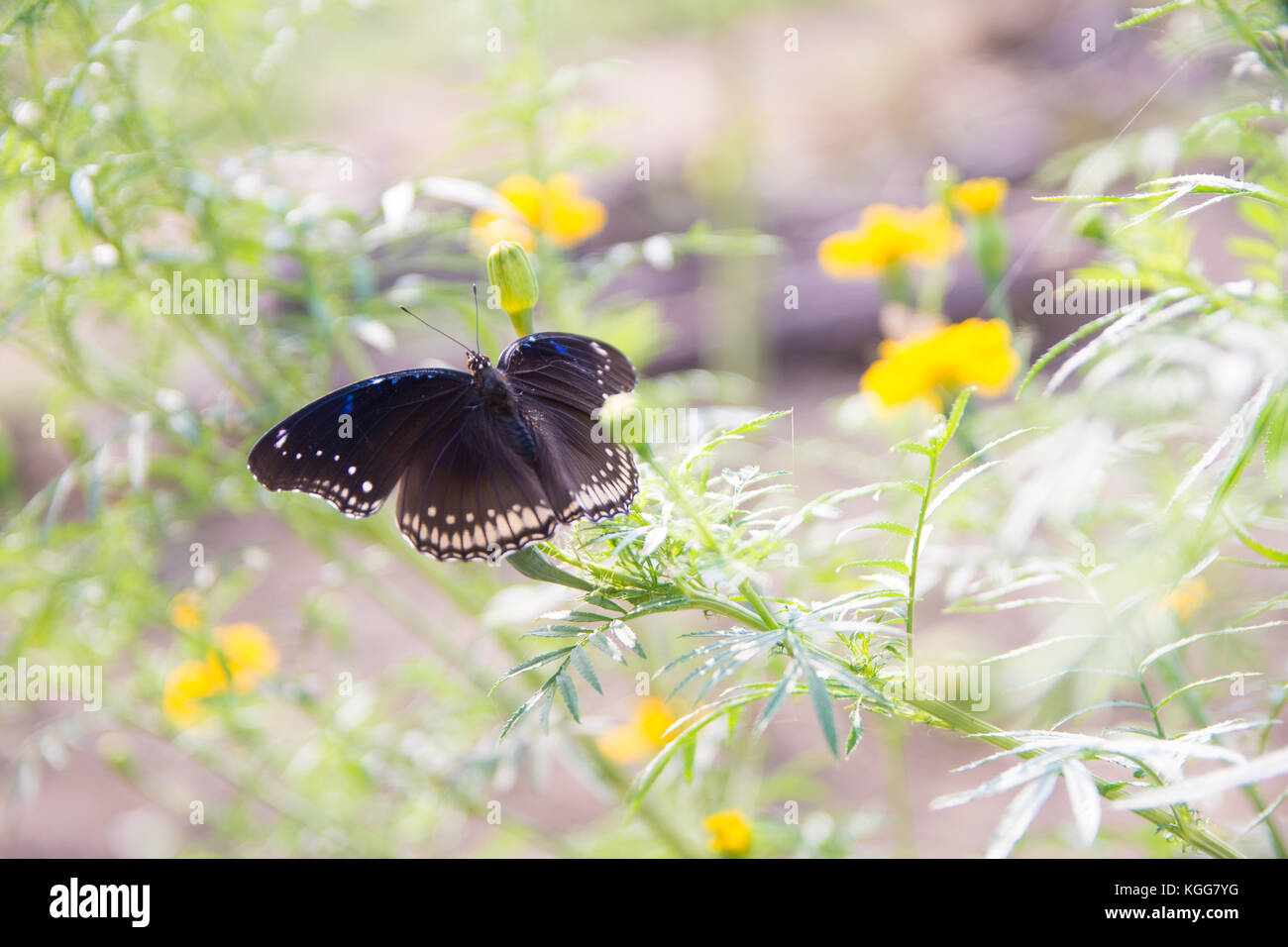Oeil jaune papillon marque Banque D'Images