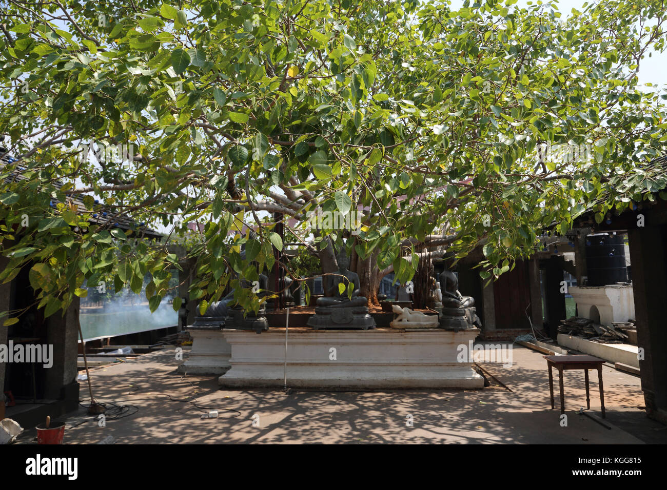 Seema Malaka Temple Colombo Sri Lanka Arbre Bo Banque D'Images