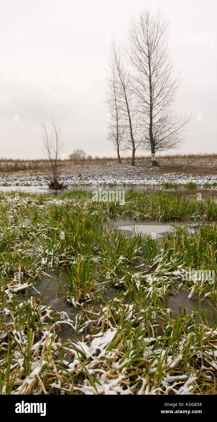 La fin de l'automne.Un étang sous la glace mince avec de l'herbe et côtière de la rive couvertes avec la première neige avec de rares trembles. Banque D'Images