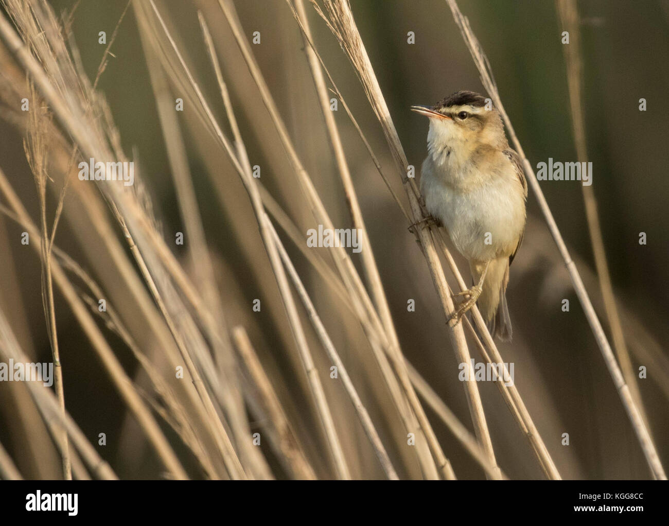 Phragmite des joncs de prendre un coup d'oeil Banque D'Images