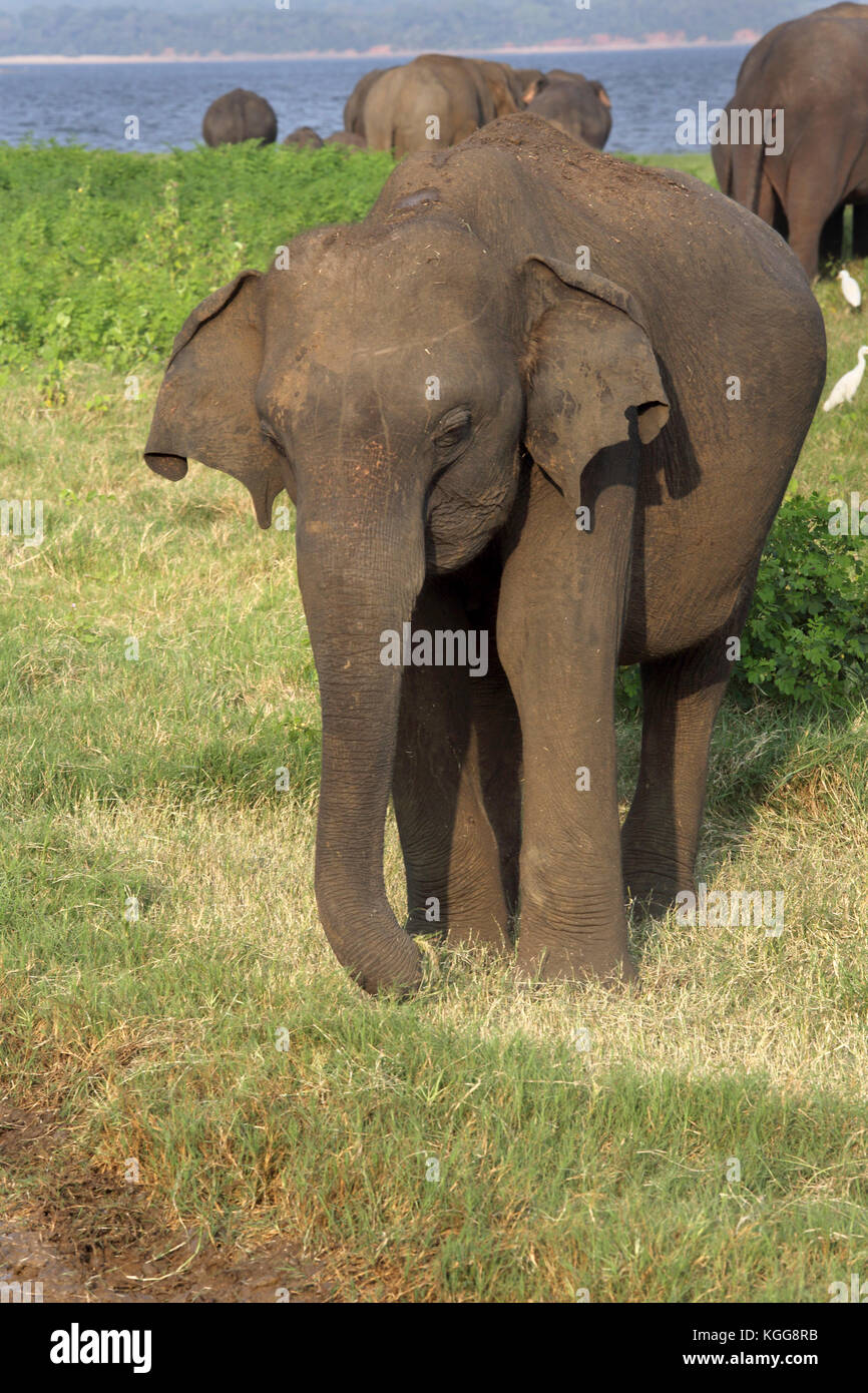 Le Parc National de Minneriya North Central Province Sri Lanka les éléphants d'Asie Banque D'Images