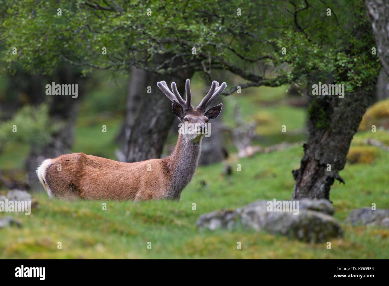 Red Deer (Cervus elaphus, seul mâle adulte avec bois en velours de debout à bord de bois. Vallée de Findhorn, Ecosse, Royaume-Uni. Banque D'Images
