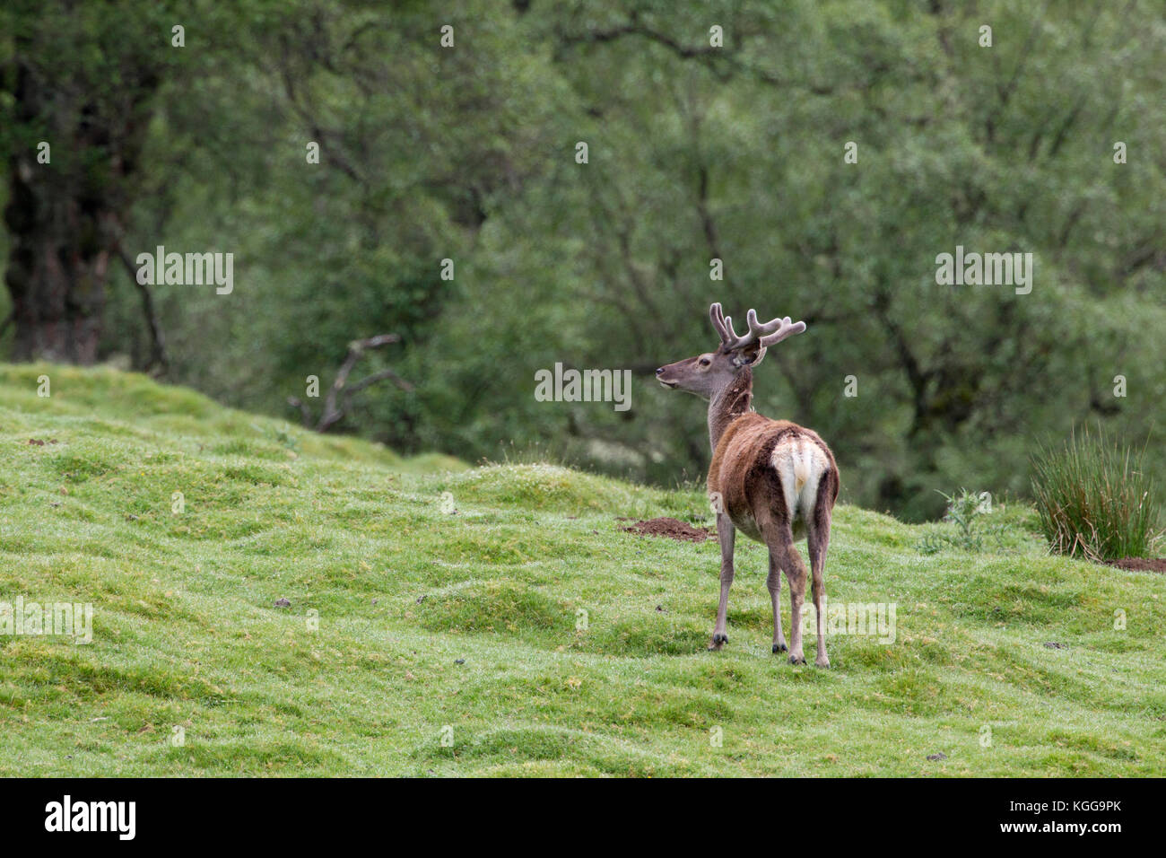 Red Deer (Cervus elaphus, seul mâle adulte avec bois en velours de debout à bord de bois. Vallée de Findhorn, Ecosse, Royaume-Uni. Banque D'Images