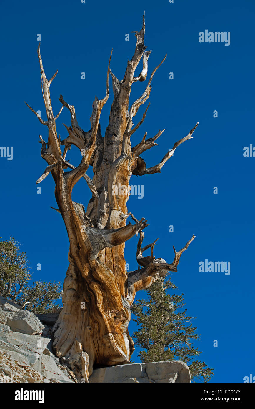 Bristlecone Pine, ancienne bristlecone pine forest, big pine, CA, USA, White Mountains Banque D'Images