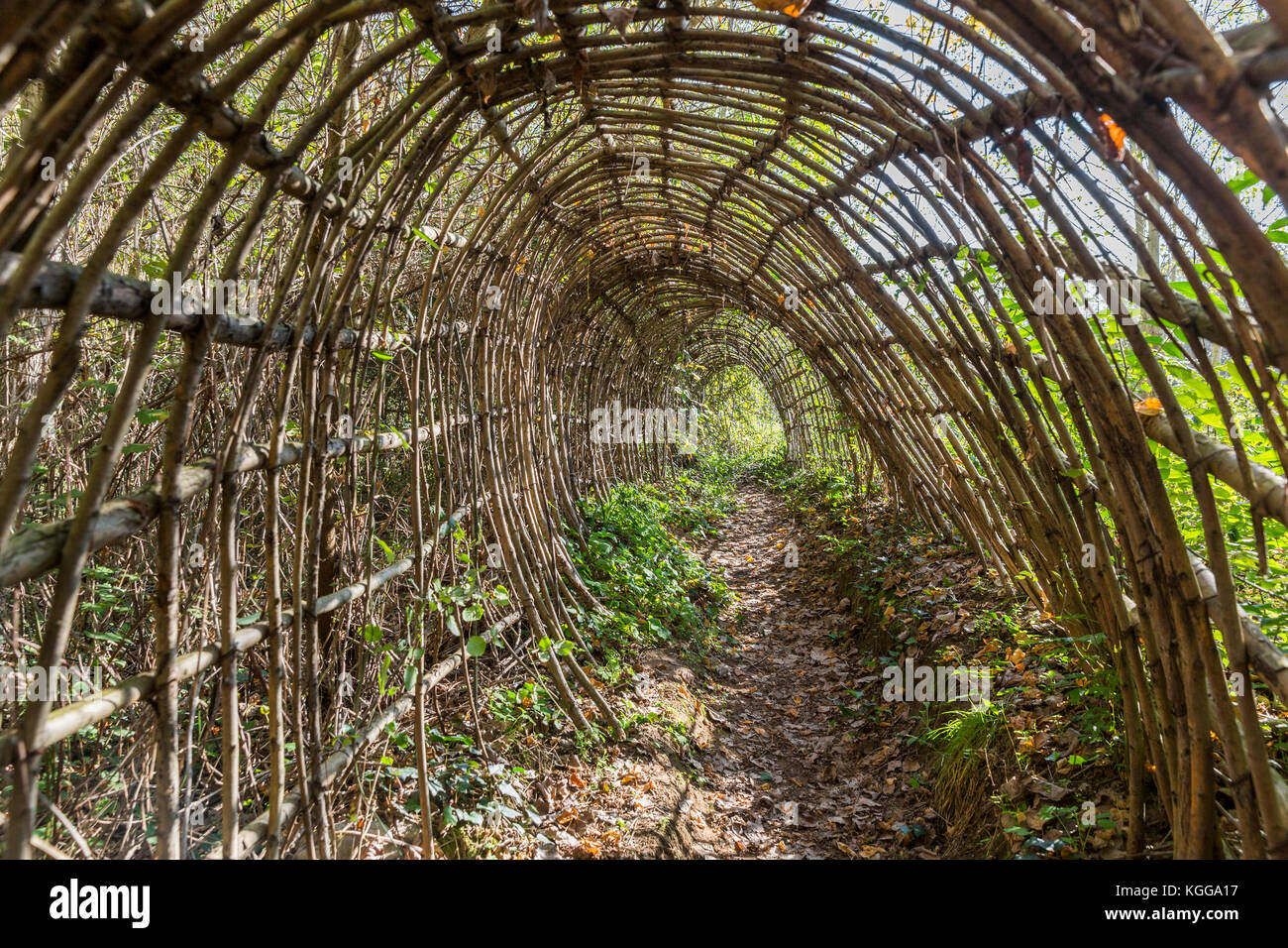 Nature en osier long tunnel dans la forêt Banque D'Images