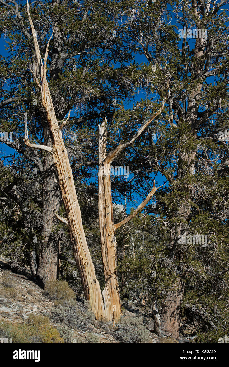 Bristlecone Pine, ancienne bristlecone pine forest, big pine, CA, USA, White Mountains Banque D'Images