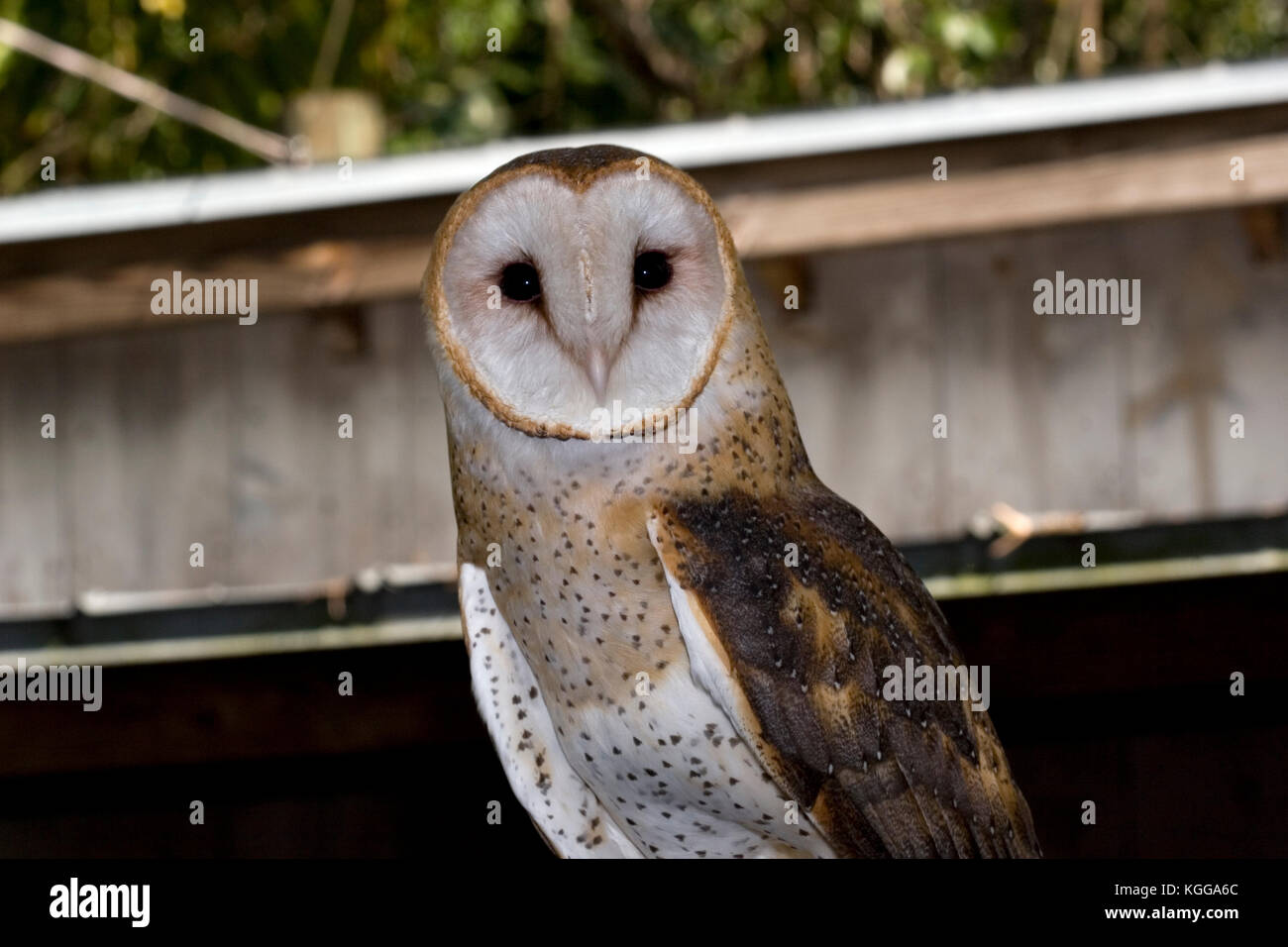 Effraie des clochers, Tyto alba Banque D'Images