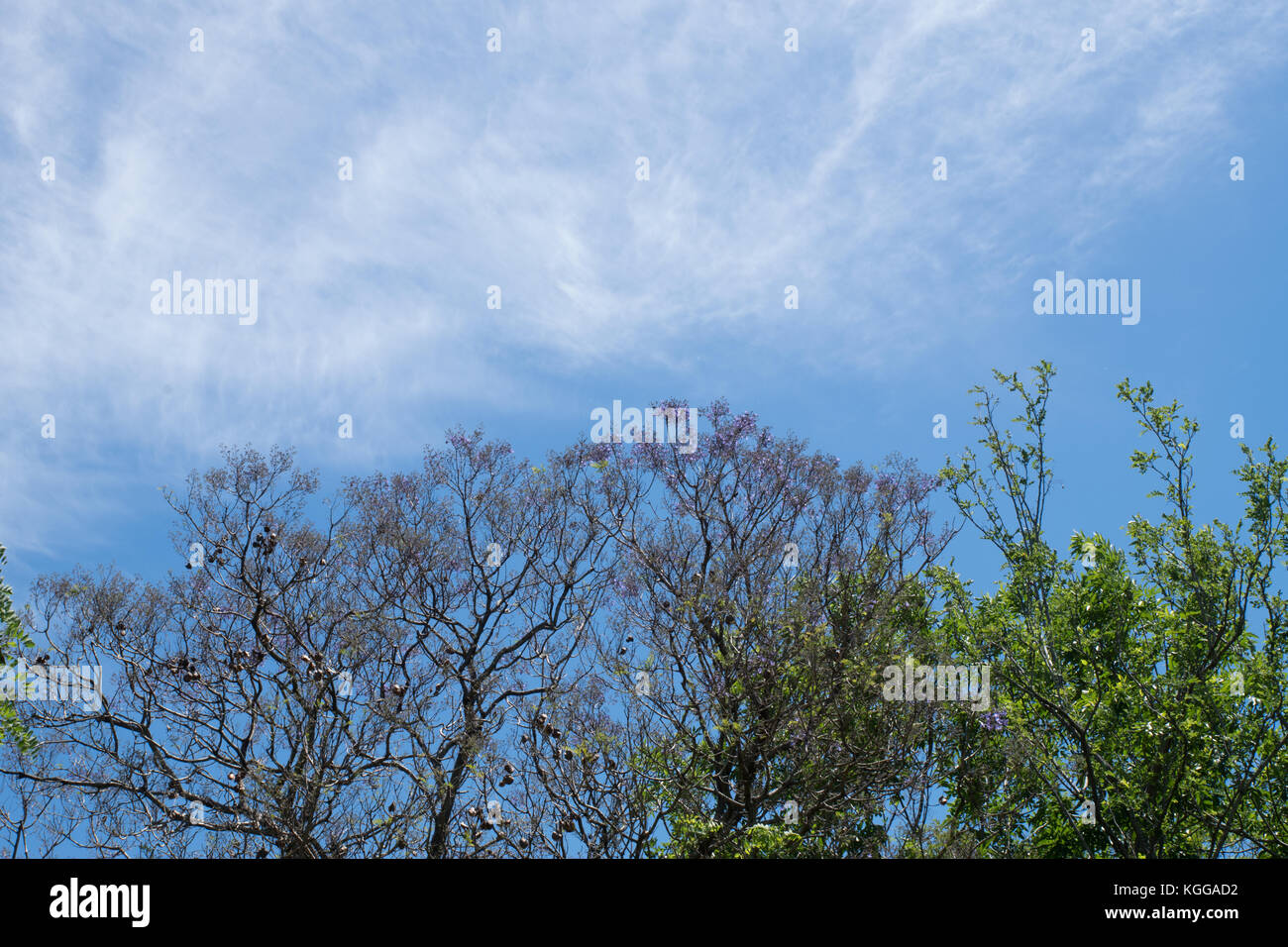 Ciel bleu, soleil et nuages à travers les branches, les arbres, les feuilles et les fleurs. Banque D'Images