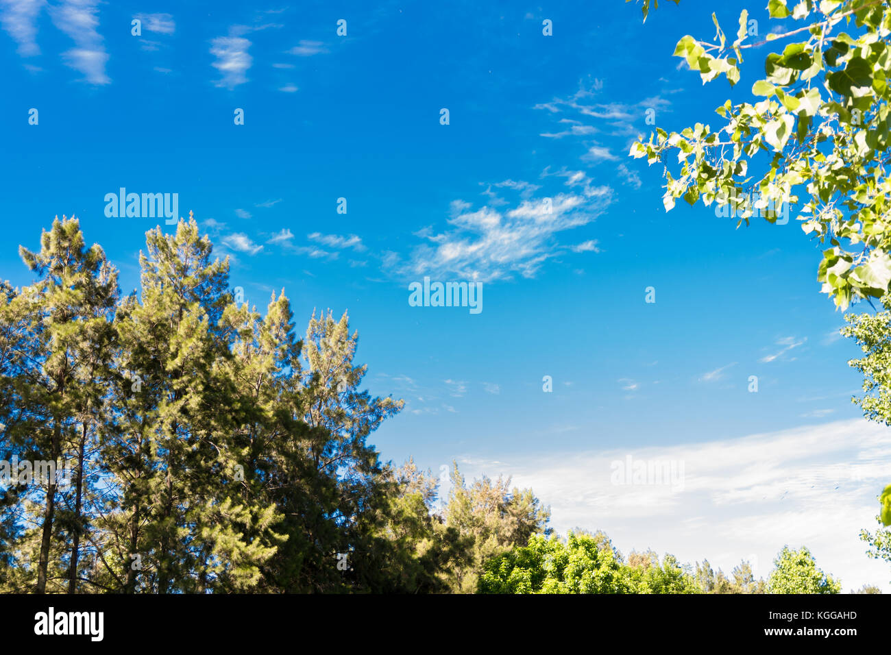 Ciel bleu, soleil et nuages à travers les branches, les arbres, les feuilles et les fleurs. Banque D'Images