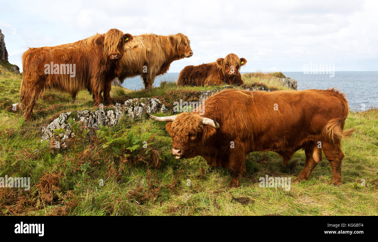 Scottish Highland cattle grazing in a field et le pâturage sur l'île de Mull, en Ecosse Banque D'Images