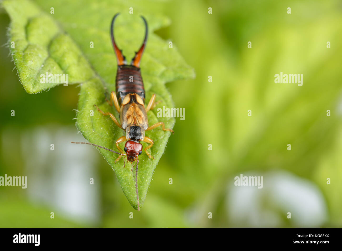 Perce-oreille européen sur les feuilles des plantes de tomate. Macrophotographie très détaillées de l'exemplar de Forficula auricularia mâle Banque D'Images