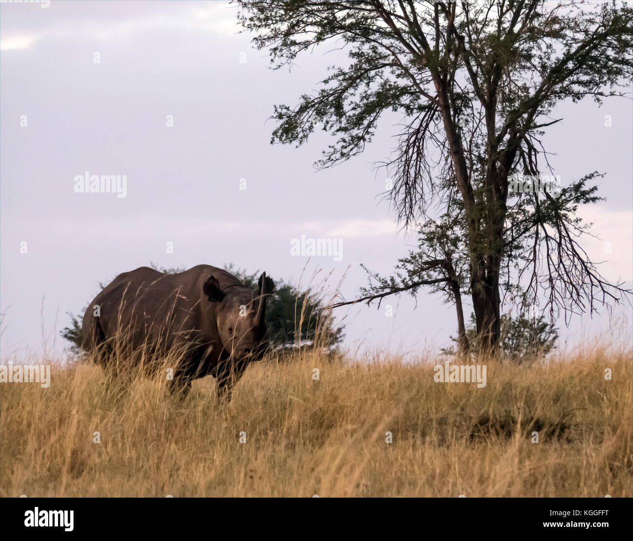 Le Rhinocéros noir : jeu de quatre plans d'un rhinocéros noir en voie de disparition dans l'ensemble jogging les plaines du Serengeti en Tanzanie du nord Banque D'Images