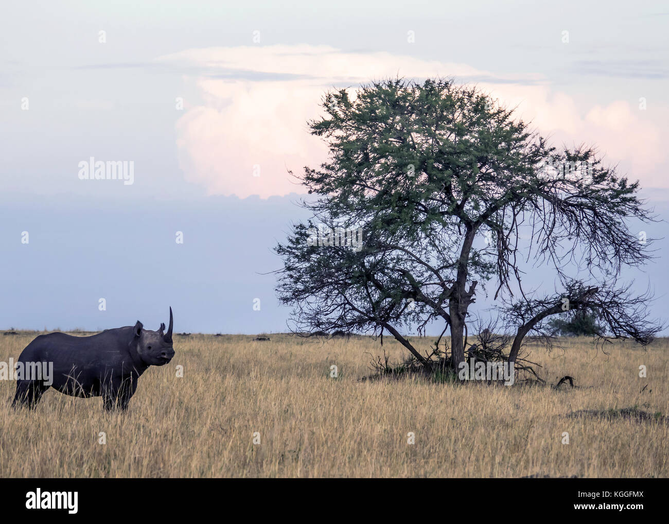 Le Rhinocéros noir : jeu de quatre plans d'un rhinocéros noir en voie de disparition dans l'ensemble jogging les plaines du Serengeti en Tanzanie du Nord Banque D'Images