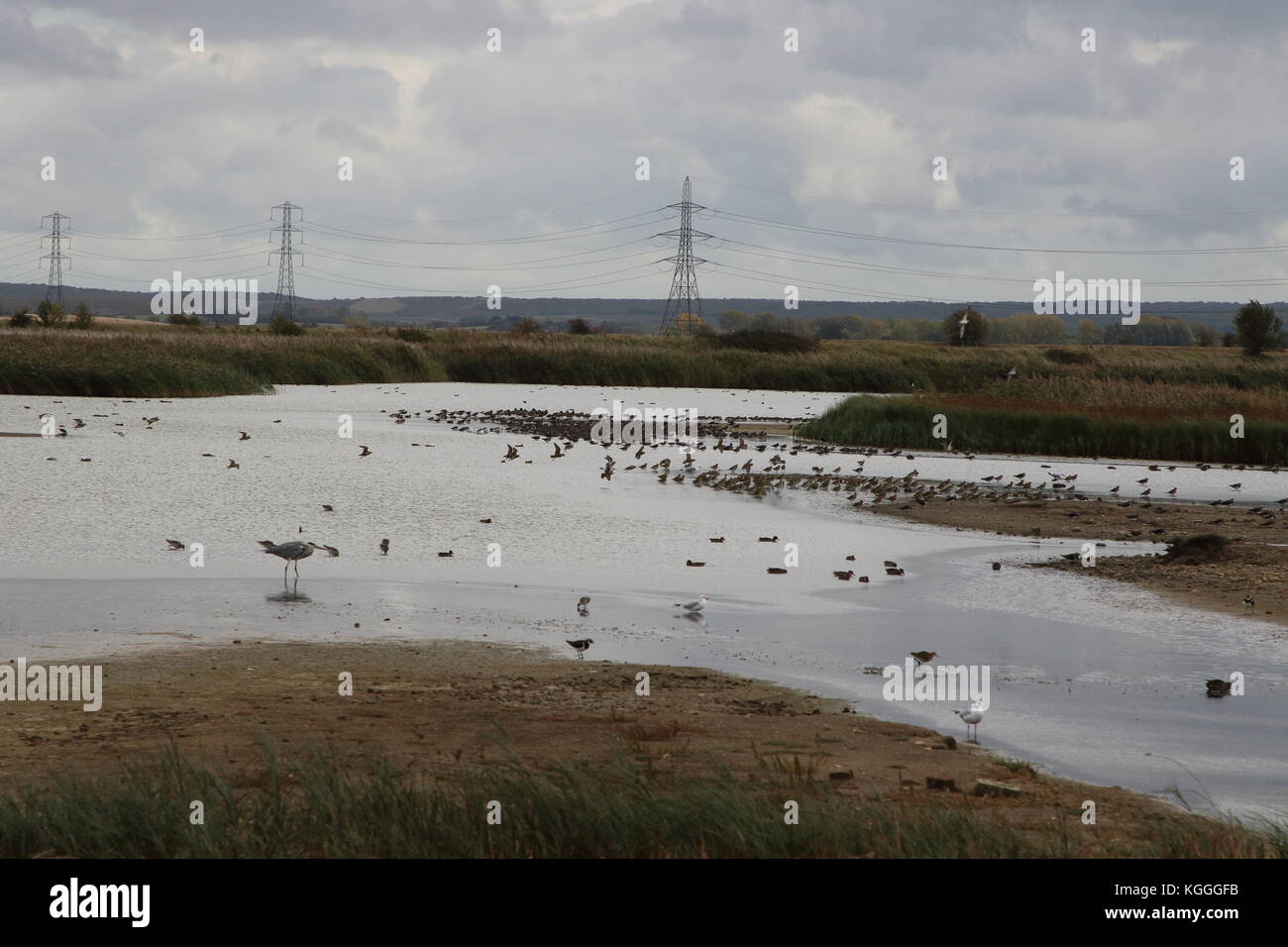 Les inondations à l'Est de la réserve naturelle des marais d'OARE, Faversham Kent, avec un mélange d'oiseaux sur l'eau et moins profondes dans la profondeur de l'eau pour octobre que la normale. Banque D'Images
